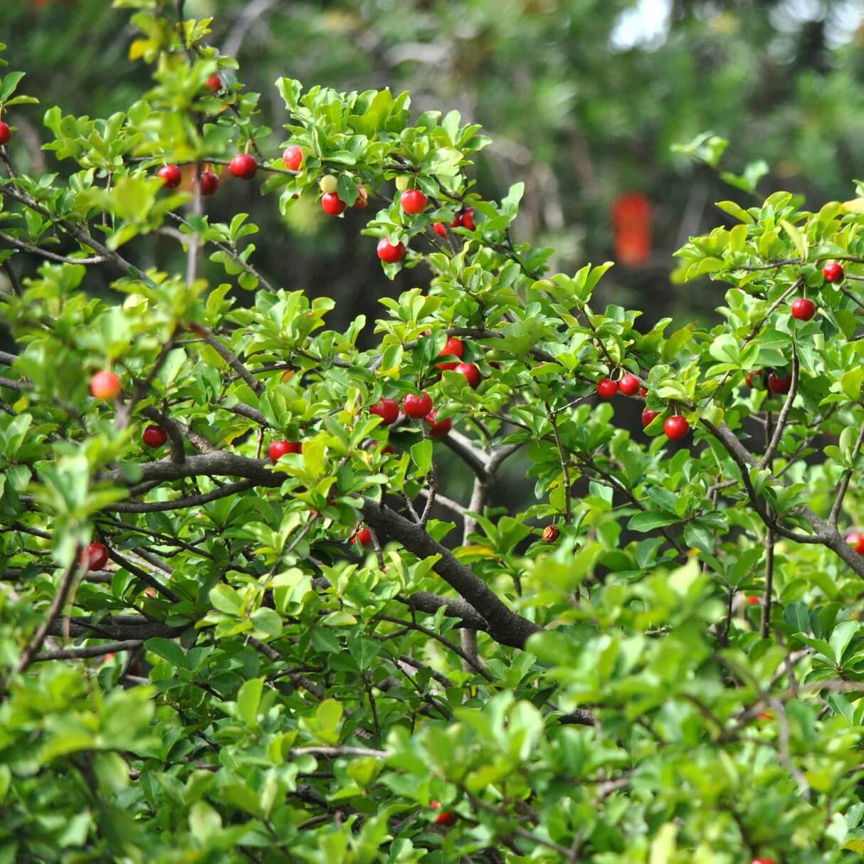 Barbados Cherry Seeds