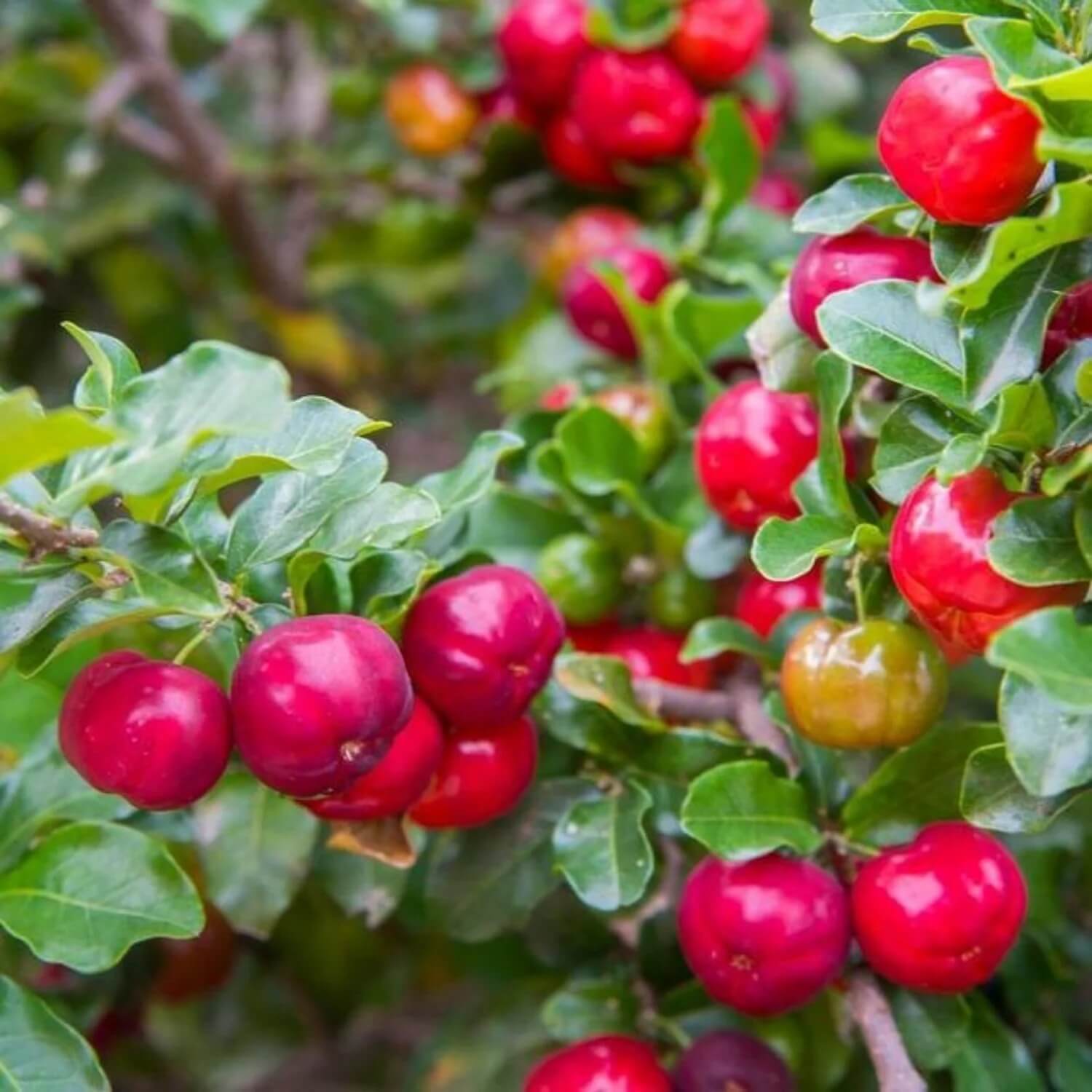 Barbados Cherry Seeds