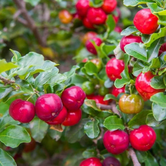 Barbados Cherry Seeds