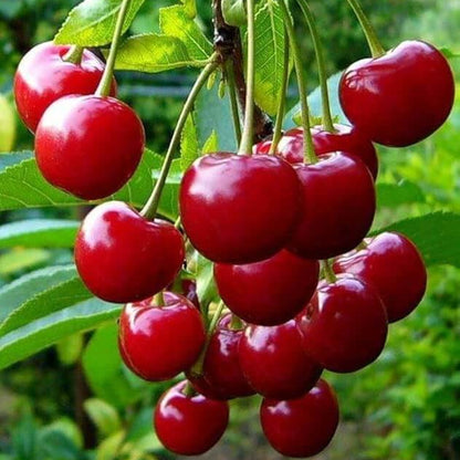 Barbados Cherry Seeds