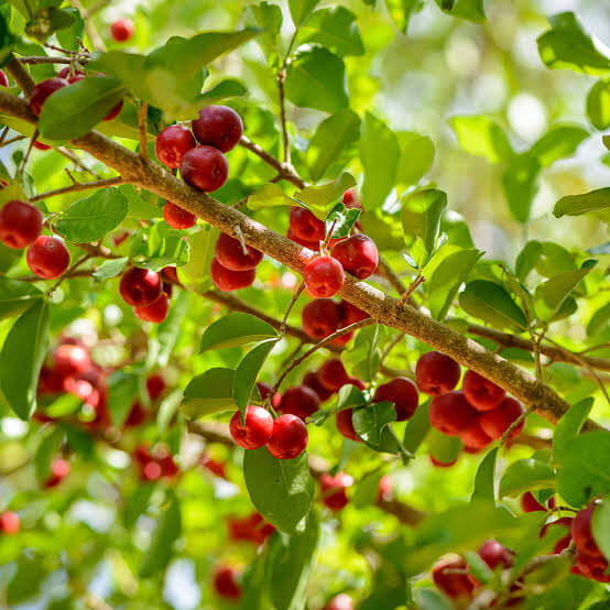 Barbados Cherry Seeds