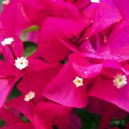 Barbara Karst Bougainvillea Seeds