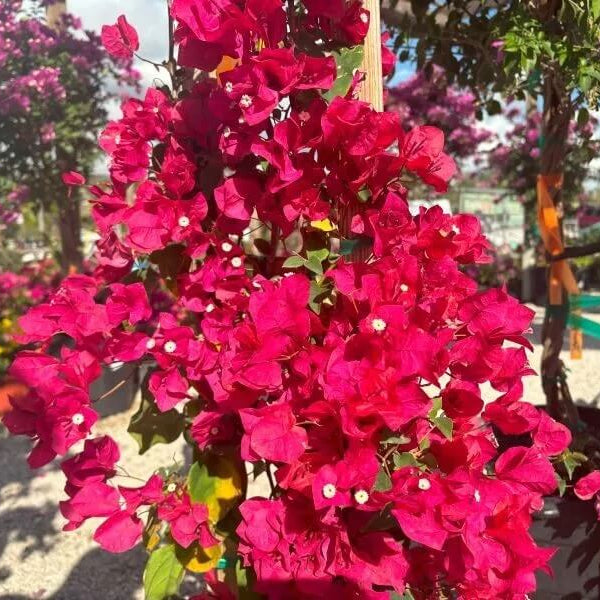 Barbara Karst Bougainvillea Seeds