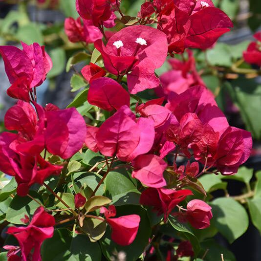 Barbara Karst Bougainvillea Seeds
