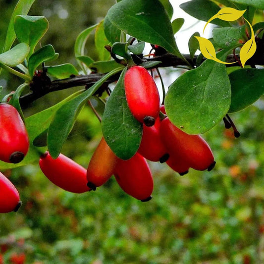 Barberry seeds - Fruit Plant for Home Gardens