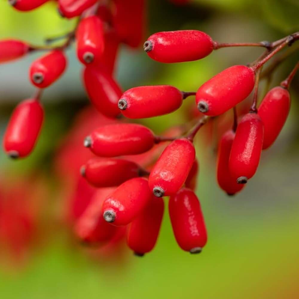 Barberry seeds - Fruit Plant for Home Gardens