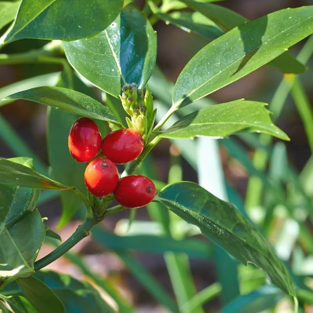 Barberry seeds - Fruit Plant for Home Gardens