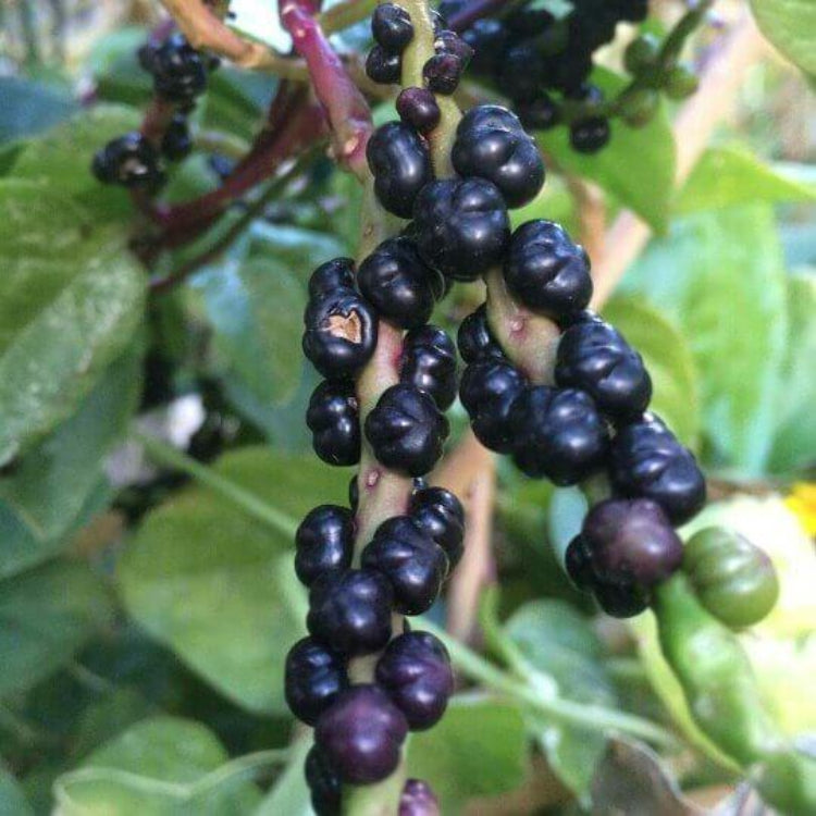 Basella Alba Seeds - Heirloom Vegetable Plant for Home Gardens