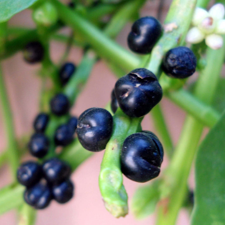 Basella Alba Seeds - Heirloom Vegetable Plant for Home Gardens
