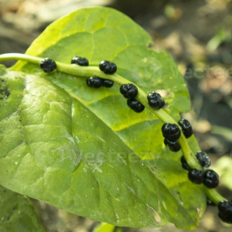 Basella Alba Seeds - Heirloom Vegetable Plant for Home Gardens