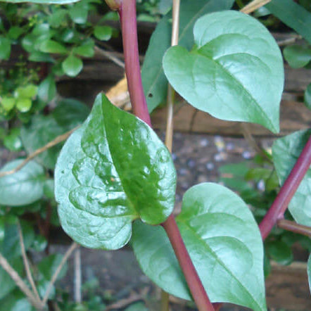 Basella Rubra Seeds