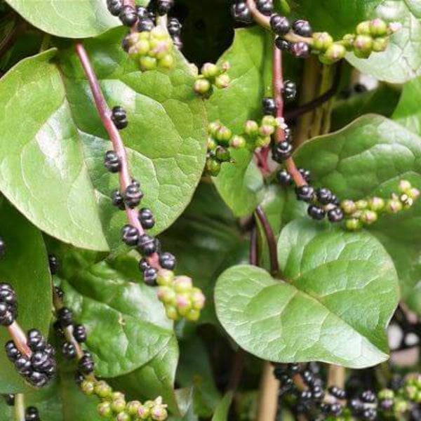 Basella Rubra Seeds