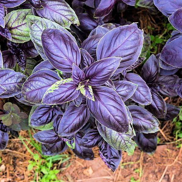 Basil Red Freddy Seeds - Herbal Plant