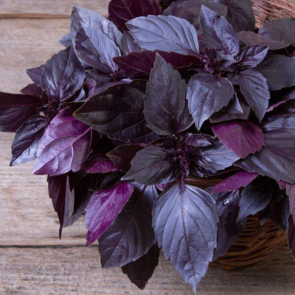 Basil Red Freddy Seeds - Herbal Plant