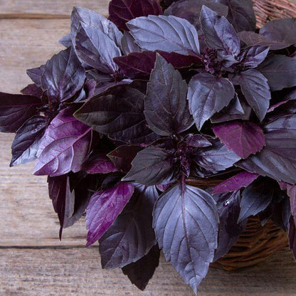 Basil Red Freddy Seeds - Herbal Plant