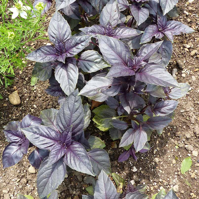 Basil Red Freddy Seeds - Herbal Plant