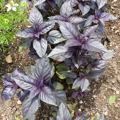 Basil Red Freddy Seeds - Herbal Plant