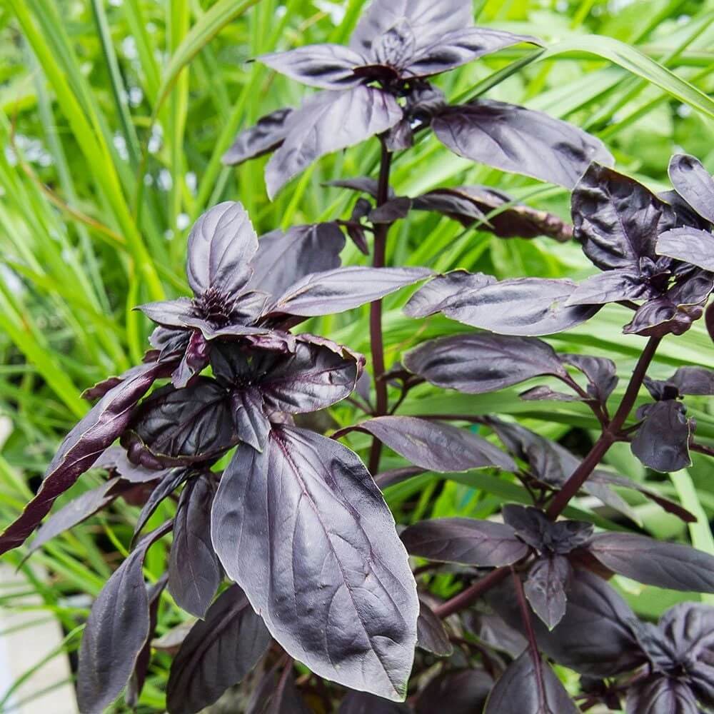 Basil Red Freddy Seeds - Herbal Plant