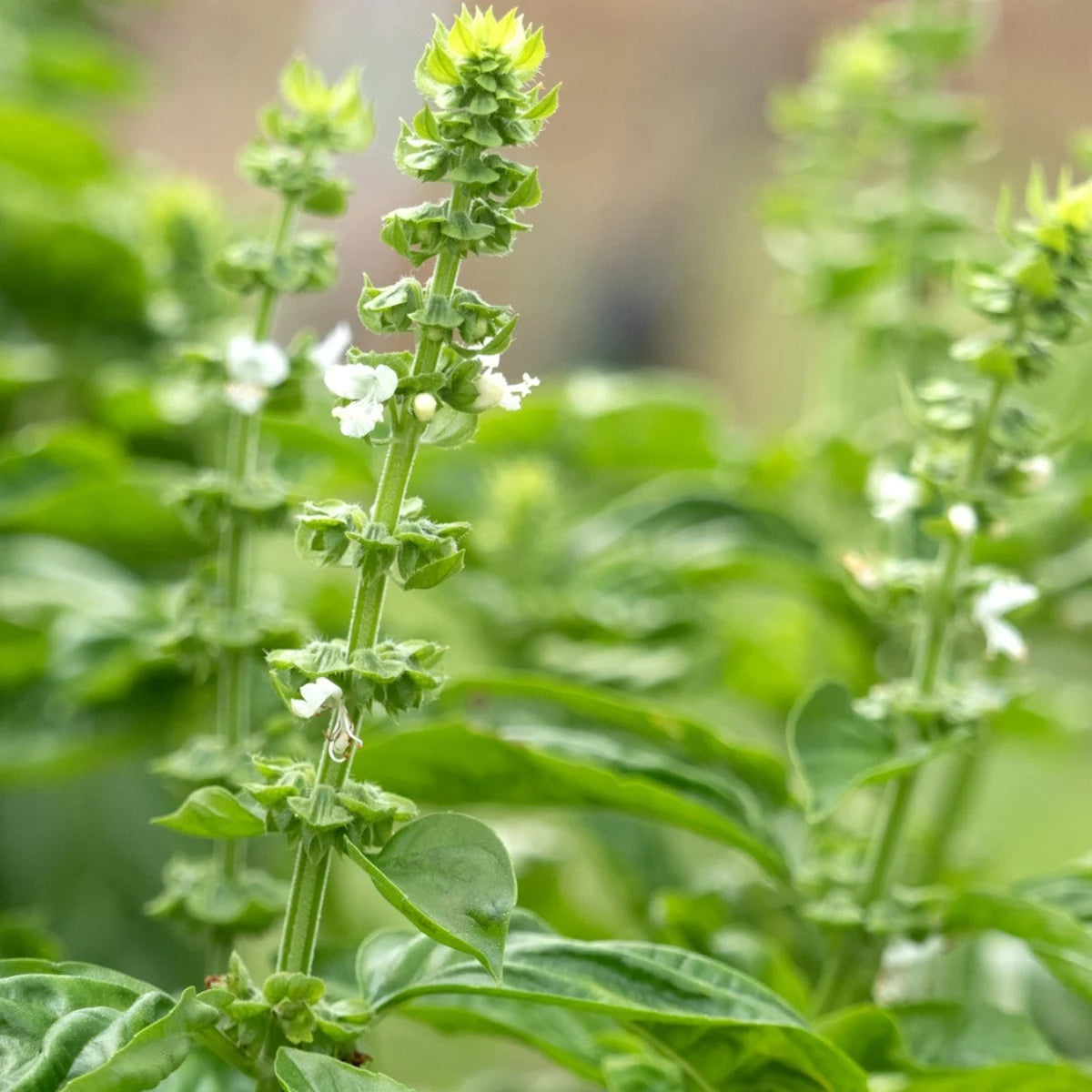 Basil Scented Seeds - Herbal Plant