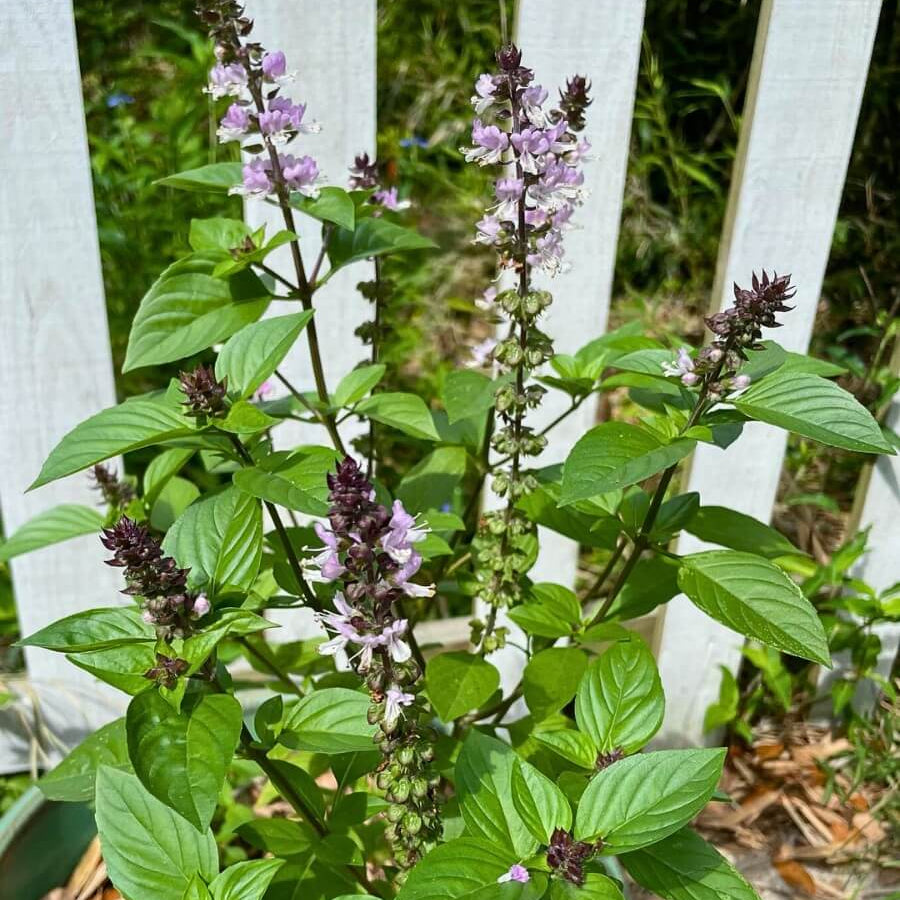 Basil Scented Seeds - Herbal Plant