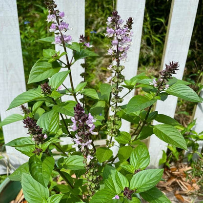 Basil Scented Seeds - Herbal Plant
