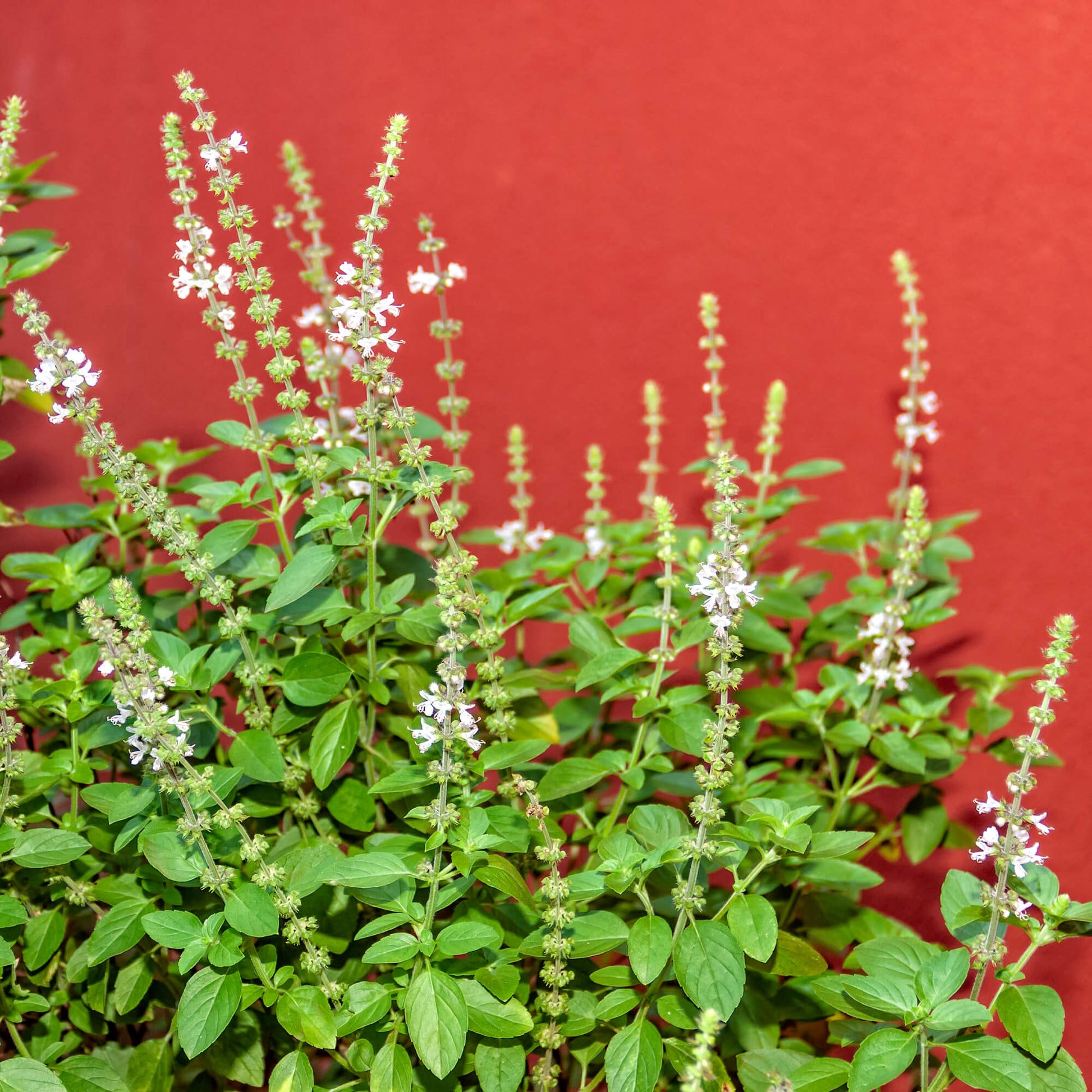 Basil Scented Seeds - Herbal Plant