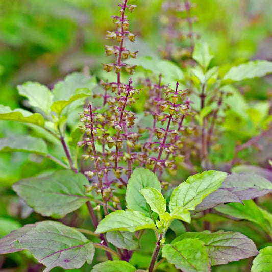 Basil Seeds