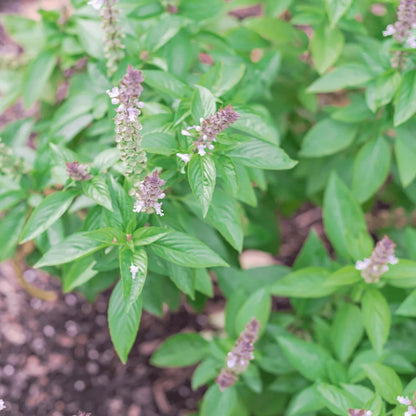 Basil Seeds