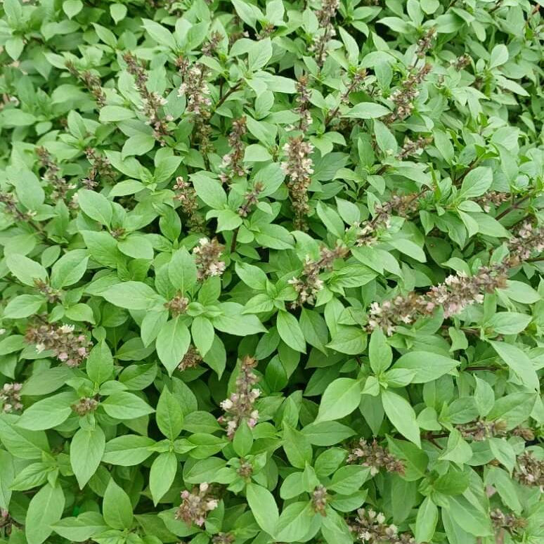 Basil Seeds