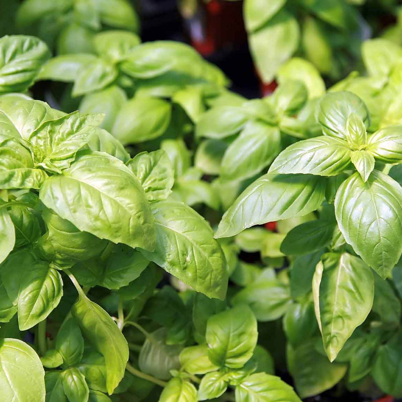 Basil Seeds
