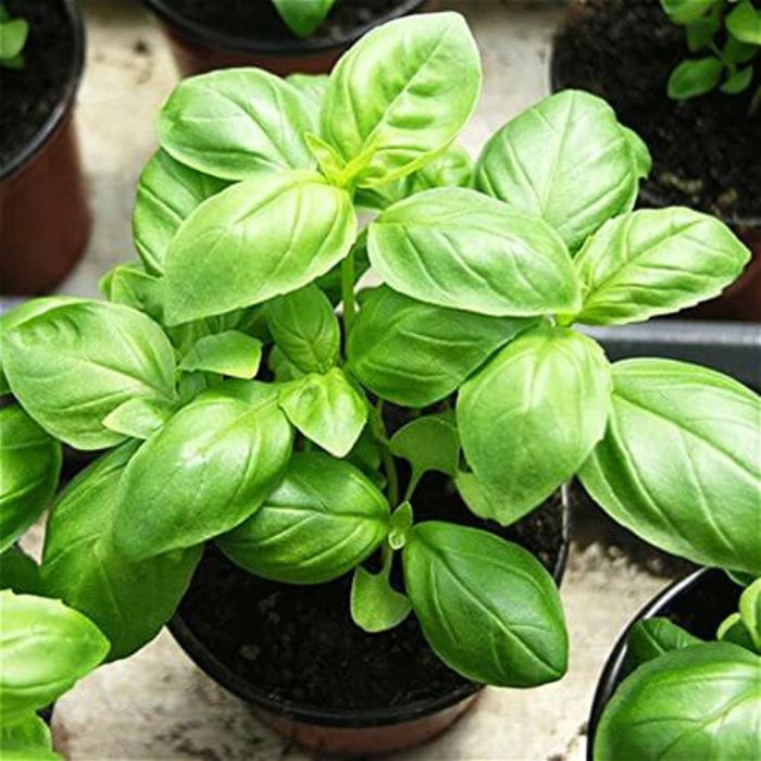 Basil Seeds - Herbal Plant