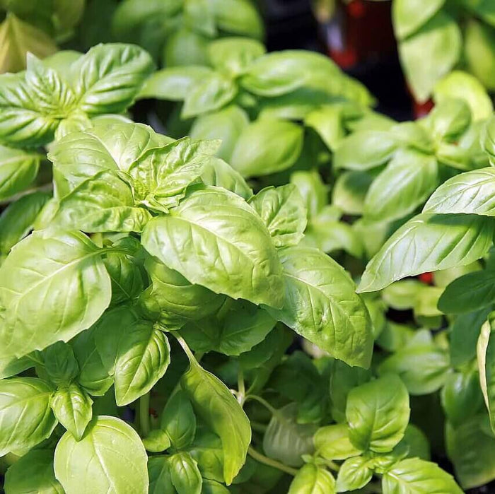Basil Seeds - Herbal Plant