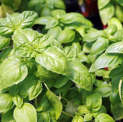 Basil Seeds - Herbal Plant