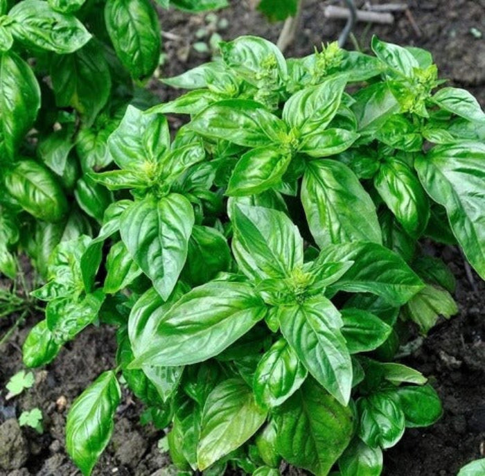 Basil Seeds - Herbal Plant