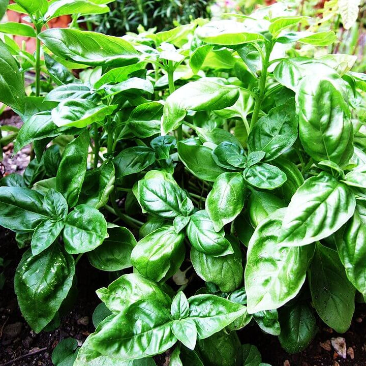 Basilico Mostruoso Basil Seeds - Herbal Plant