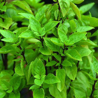 Basilico Mostruoso Basil Seeds - Herbal Plant
