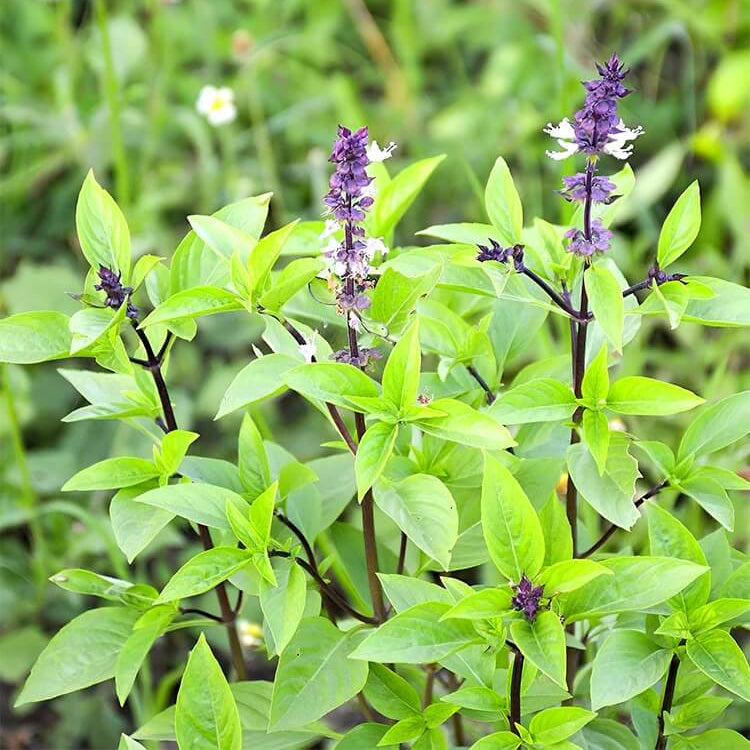 Basilico Mostruoso Basil Seeds - Herbal Plant