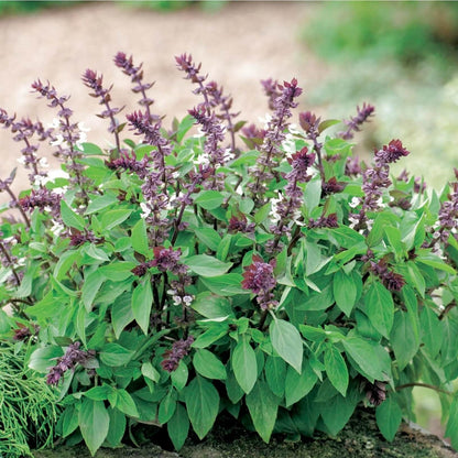 Basilico Mostruoso Basil Seeds - Herbal Plant