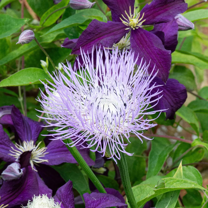 Basketflower Seeds - Flower Plant for Home Gardens