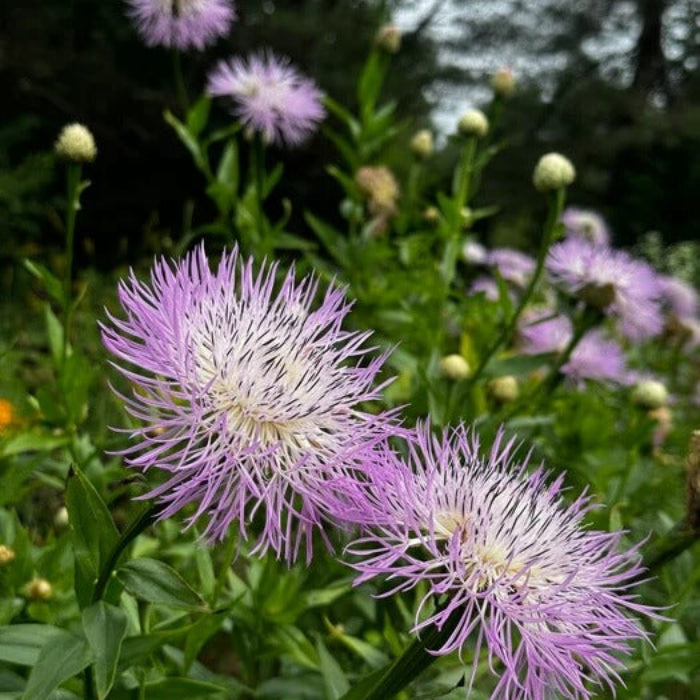 Basketflower Seeds - Flower Plant for Home Gardens