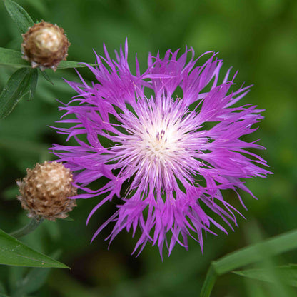 Basketflower Seeds - Flower Plant for Home Gardens