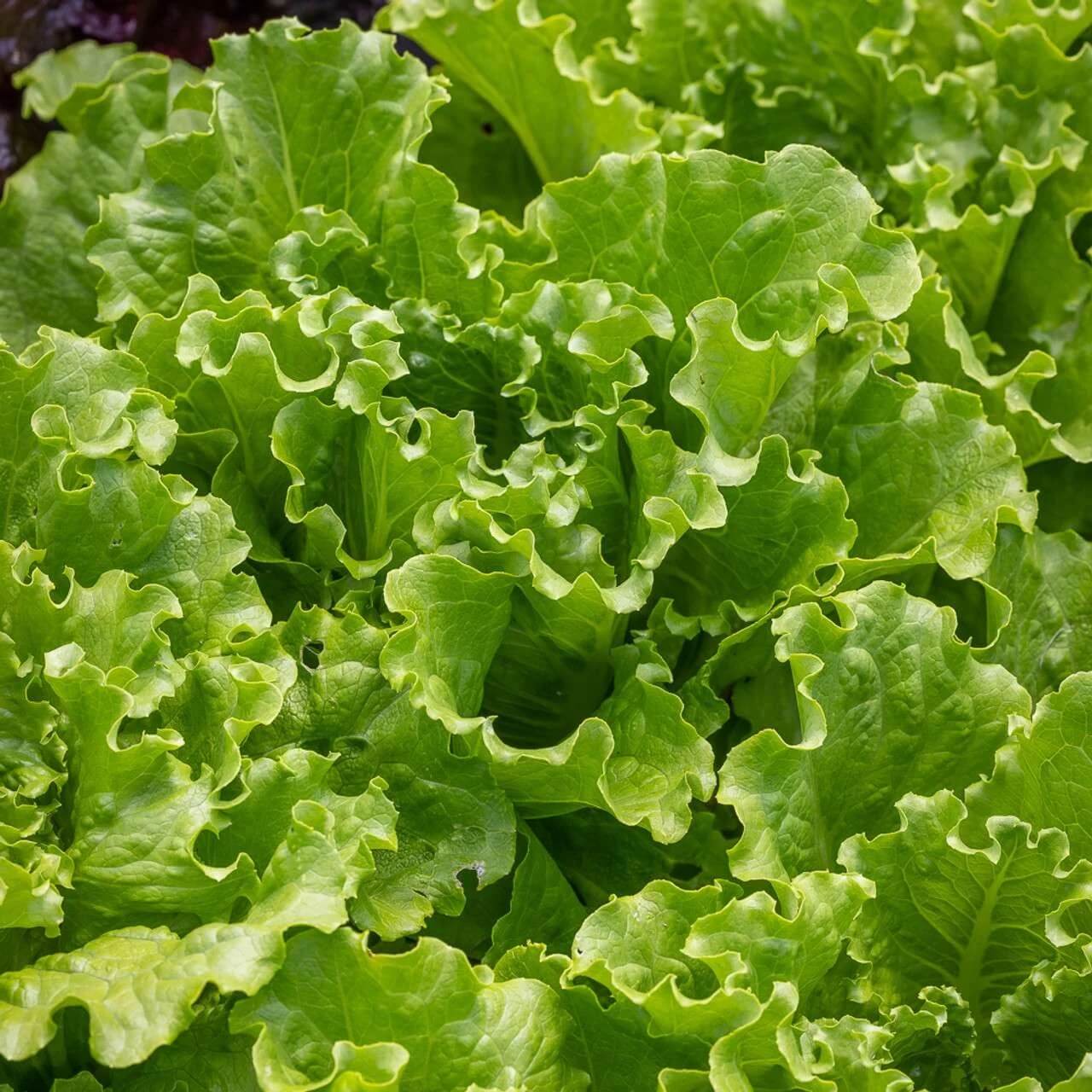 Batavia Lettuce