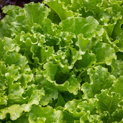 Batavia Lettuce