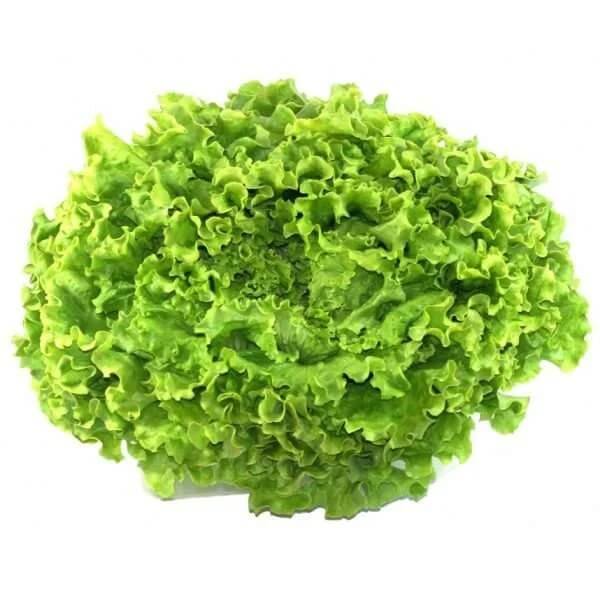 Batavia Lettuce