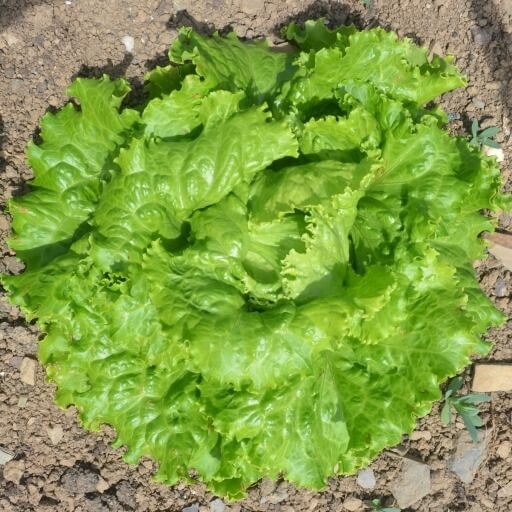 Batavia Lettuce