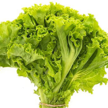 Batavia Lettuce