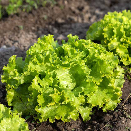 Batavia Lettuce