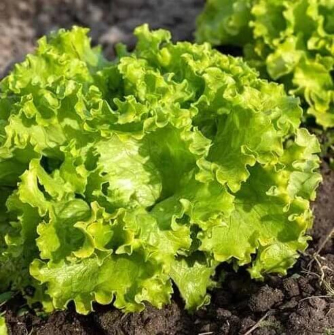 Batavian Lettuce Seeds - Heirloom Vegetable Plant for Home Gardens