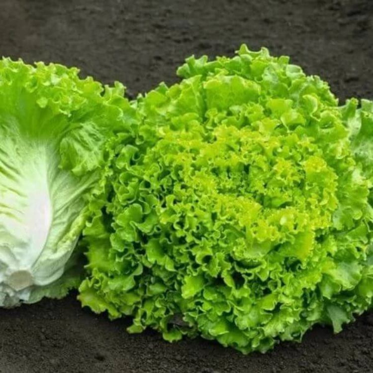 Batavian Lettuce Seeds - Heirloom Vegetable Plant for Home Gardens