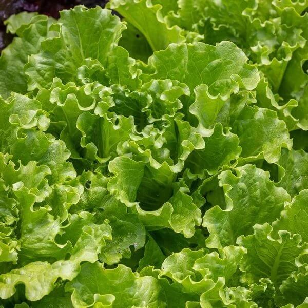 Batavian Lettuce Seeds - Heirloom Vegetable Plant for Home Gardens